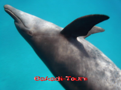 Delfin nahe der Wasseroberfläche im Roten Meer bei Hurghada