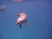 Verspielter Delfin im Roten Meer bei der Delfintour ab Hurghada